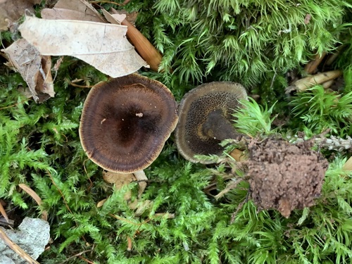 Coltricia focicola observed 2023-07-28