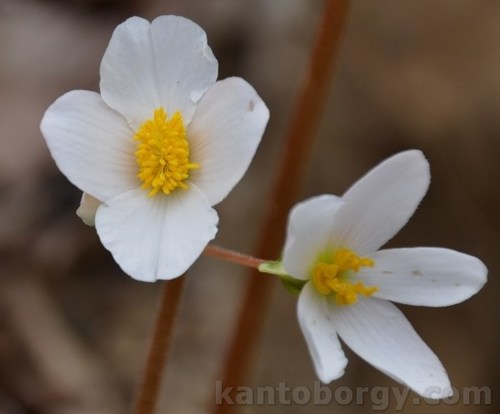 Begonia serotina image