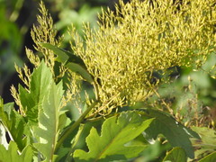 Bocconia arborea