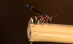 Leucospidae