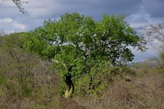 Ceiba trischistandra