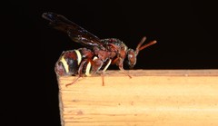 Leucospidae