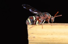 Leucospidae