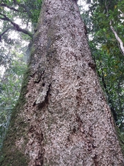 Laurelia sempervirens