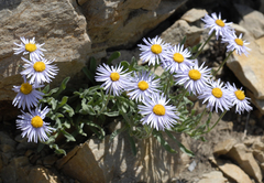 Erigeron caespitosus
