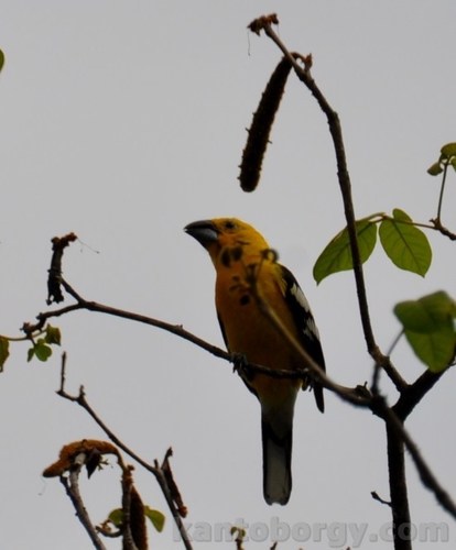 Pheucticus chrysogaster image