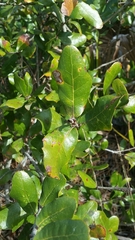 Quercus chapmanii image