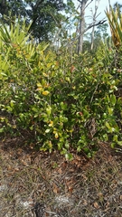 Quercus chapmanii image
