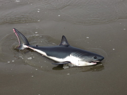 Salmon Shark (Fish of the Yakutat Ranger District, Tongass National