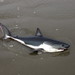 Salmon Shark - Photo (c) cliffrose, some rights reserved (CC BY-NC)