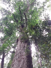 Laurelia sempervirens