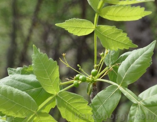 Bursera graveolens image