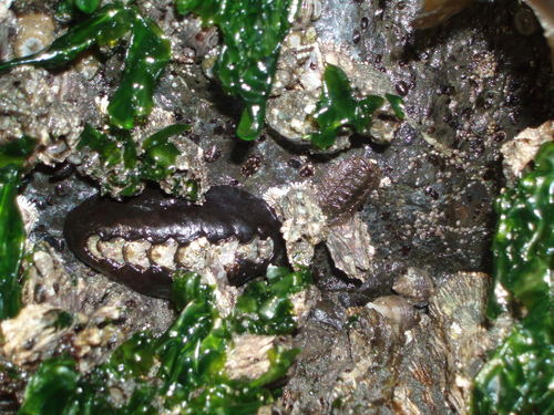 Mopaliidae