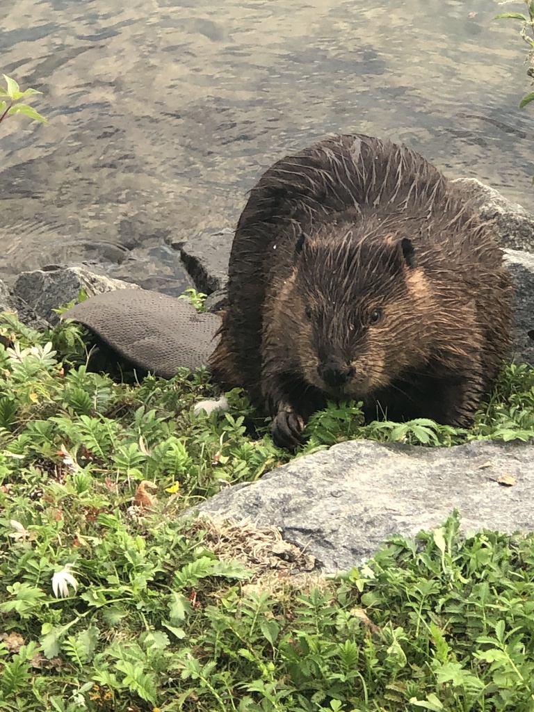 American Beaver from Prince Arthur's Landing, Thunder Bay, ON, CA on ...