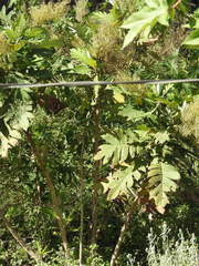 Bocconia arborea