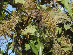 Bocconia arborea