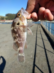 Sebastes auriculatus