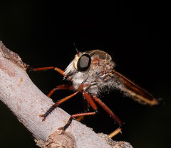 Colepia rufiventris