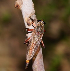 Colepia rufiventris