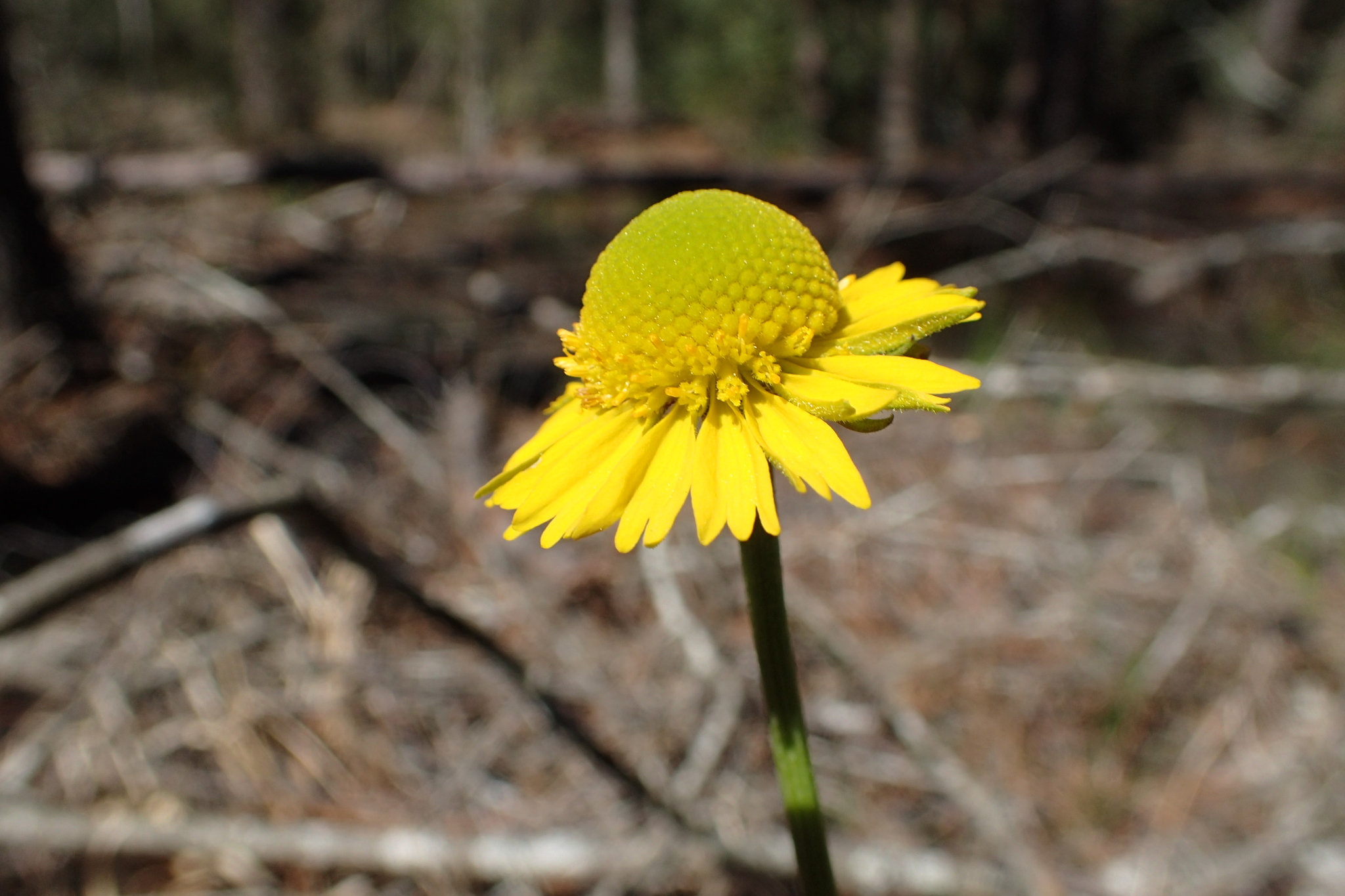 Helenium drummondii