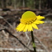 Fringed Sneezeweed - Photo (c) Andy Newman, some rights reserved (CC BY-NC), uploaded by Andy Newman