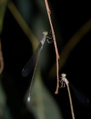 Rhadinosticta simplex