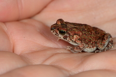 Poyntonophrynus fenoulheti