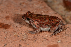 Poyntonophrynus fenoulheti