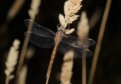 Apocordulia macrops