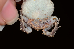 Poyntonophrynus fenoulheti