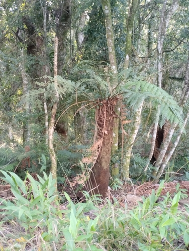 Dicksonia sellowiana (Dicksonia sellowiana)