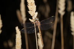 Apocordulia macrops