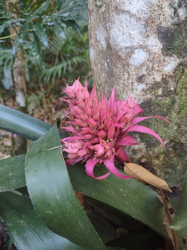 Image of Aechmea fasciata by (c) Shiva Pires, some rights reserved (CC BY-SA)