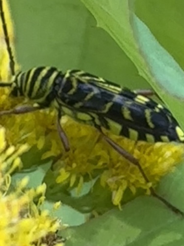 Locust borer
