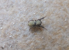 Sibianor aurocinctus