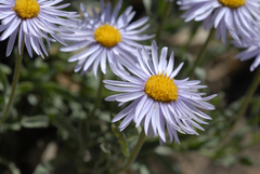 Erigeron caespitosus