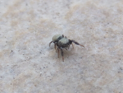 Sibianor aurocinctus