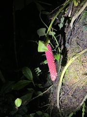 Anthurium obtusilobum image