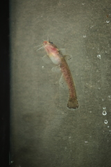 Noturus leptacanthus