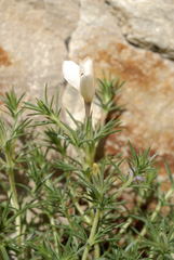 Linanthus watsonii