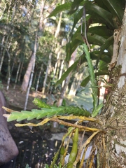 Lockhartia lunifera