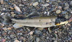 Catostomus occidentalis