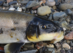 Catostomus occidentalis