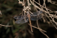 Apocordulia macrops