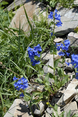 Penstemon cyananthus cyananthus