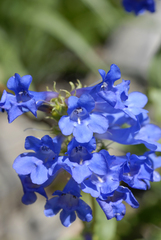 Penstemon cyananthus cyananthus