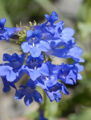 Penstemon cyananthus cyananthus