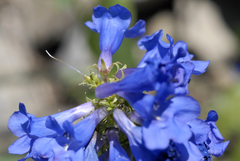 Penstemon cyananthus cyananthus
