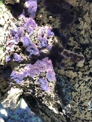 Hypochnella violacea