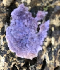 Hypochnella violacea